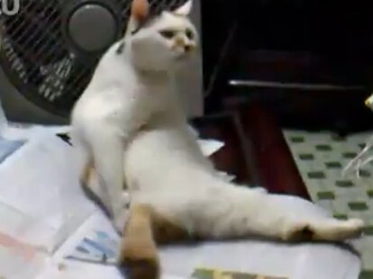 Cat%20Dad.jpg