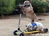 dog%20walking%20a%20cat%20on%20scooter.jpg